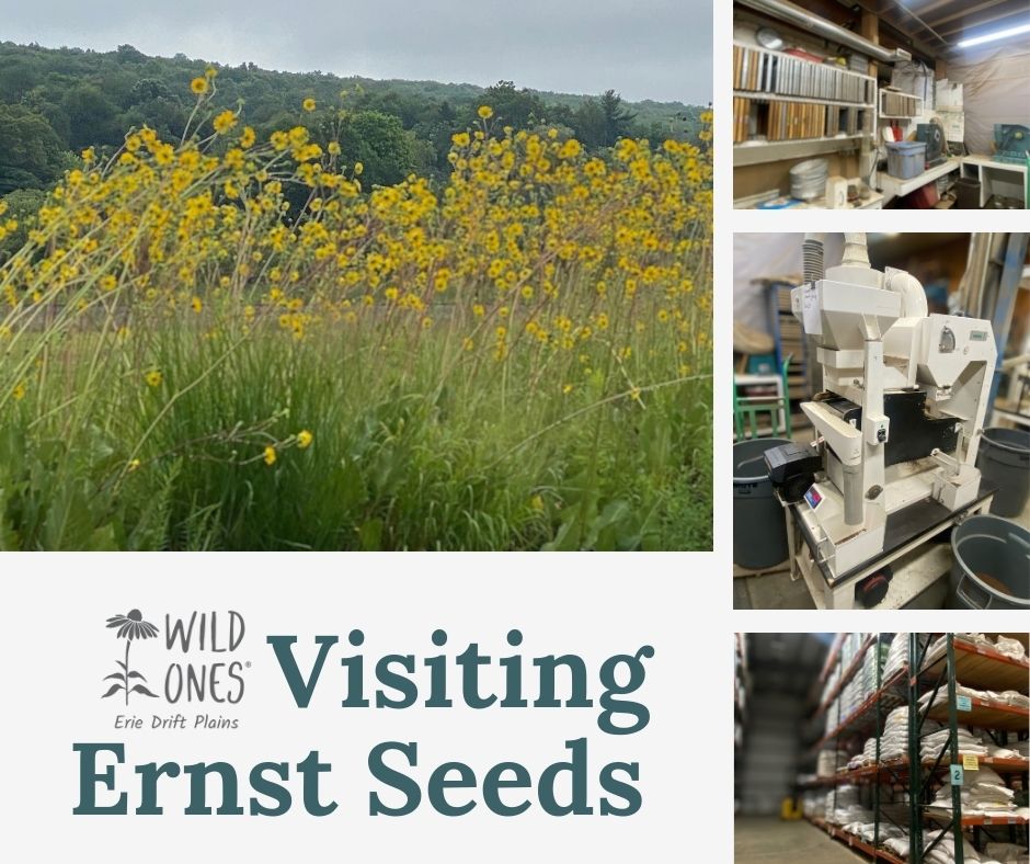 native plant Cup Plant and the various seed sorting machines and storage shelves seen at Ernst Seeds