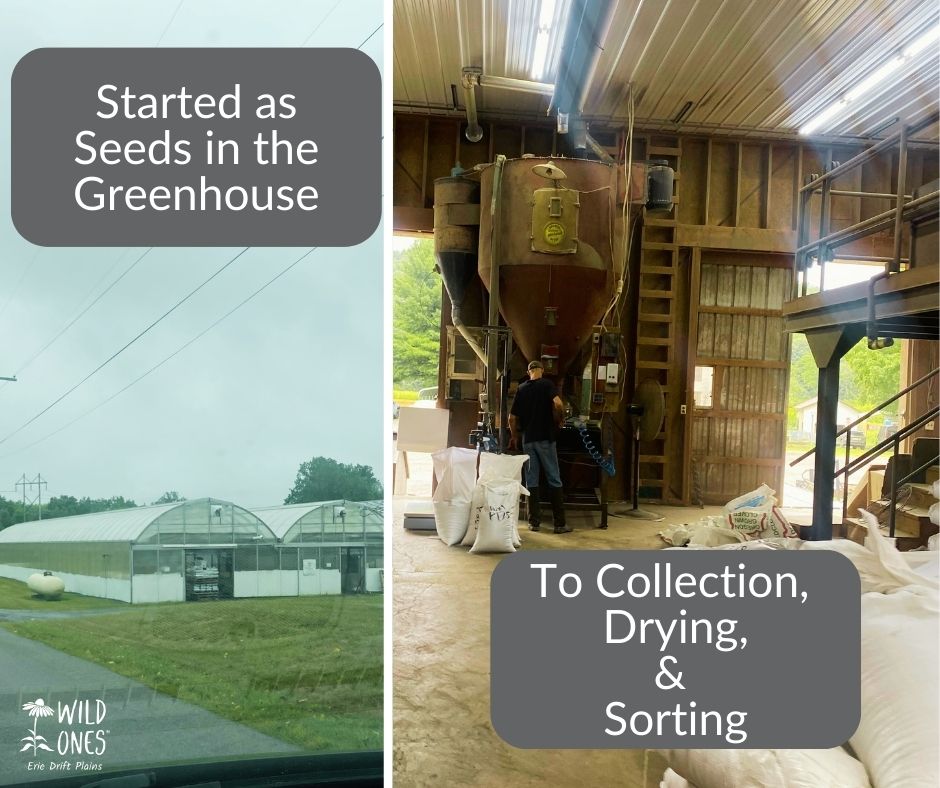 Ernst Seeds native plant production starts as seeds in the greenhouse, before being planted, and then harvested, dried, and sorted. 